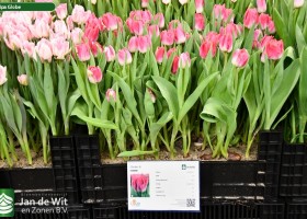 Tulipa Globe ® (1)